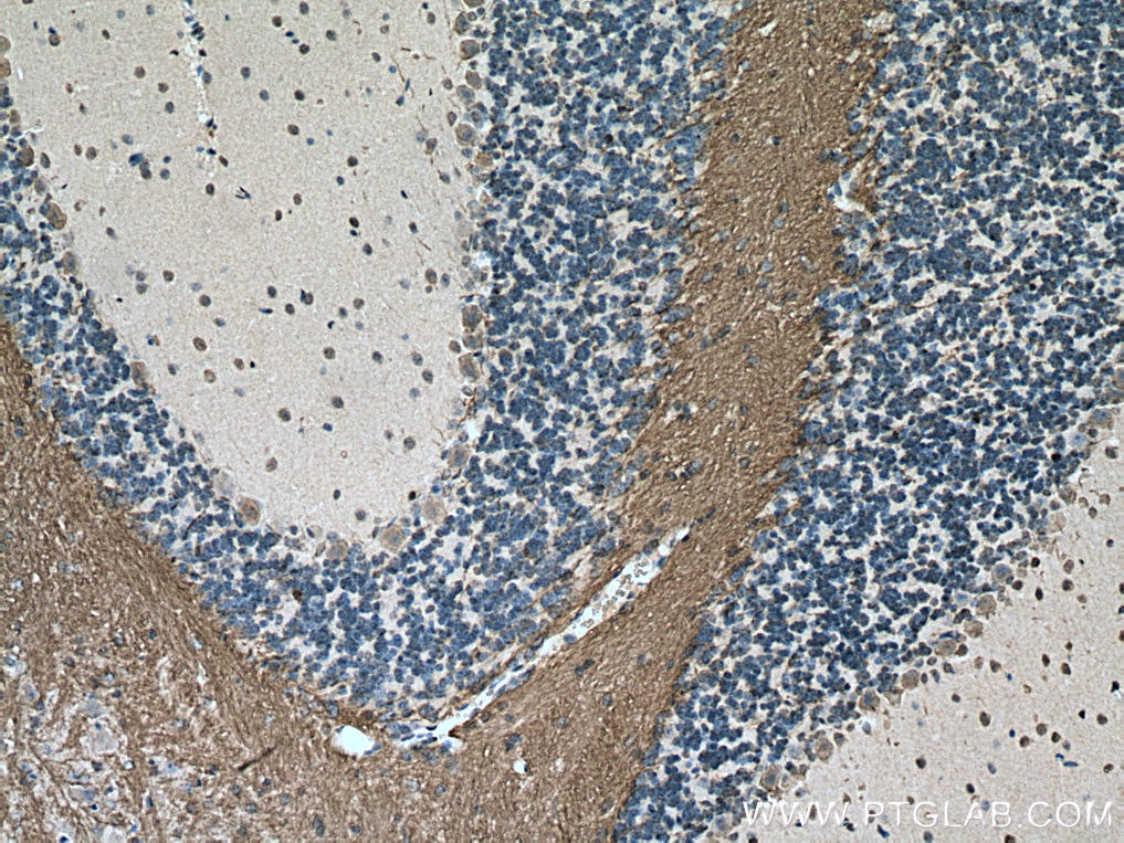 Immunohistochemistry (IHC) staining of mouse cerebellum tissue using APBB1 Monoclonal antibody (67077-1-Ig)