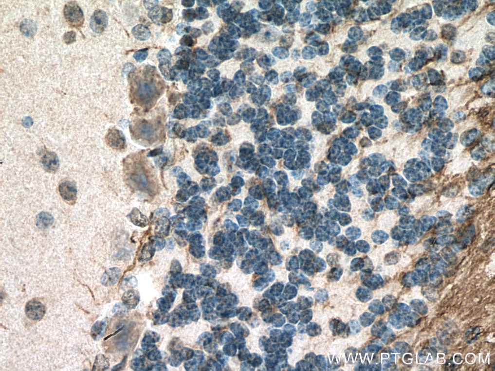 Immunohistochemistry (IHC) staining of mouse cerebellum tissue using APBB1 Monoclonal antibody (67077-1-Ig)