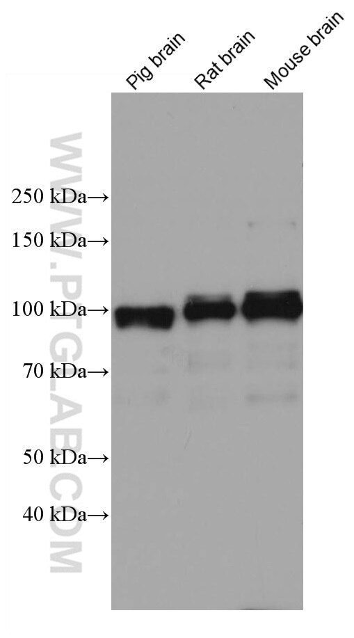 Western Blot (WB) analysis of various lysates using APBB1 Monoclonal antibody (67077-1-Ig)