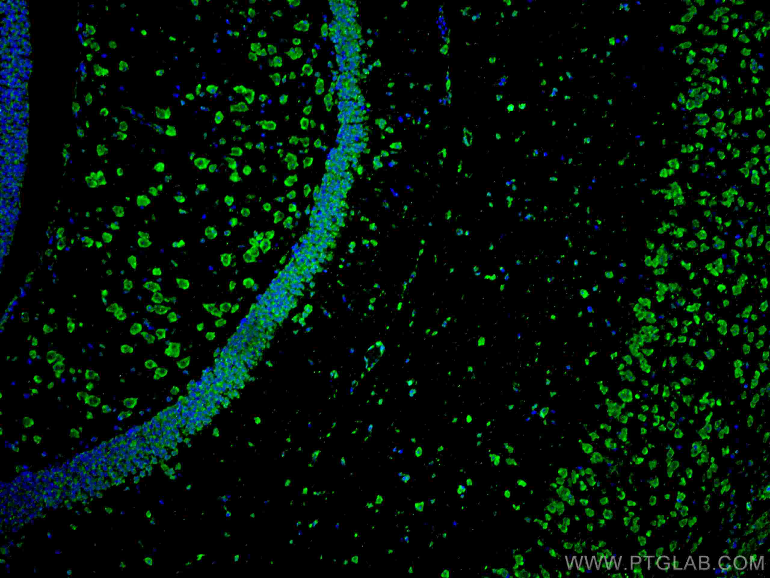 Immunofluorescence (IF) / fluorescent staining of mouse brain tissue using CoraLite® Plus 488-conjugated APBB1 Monoclonal ant (CL488-67077)