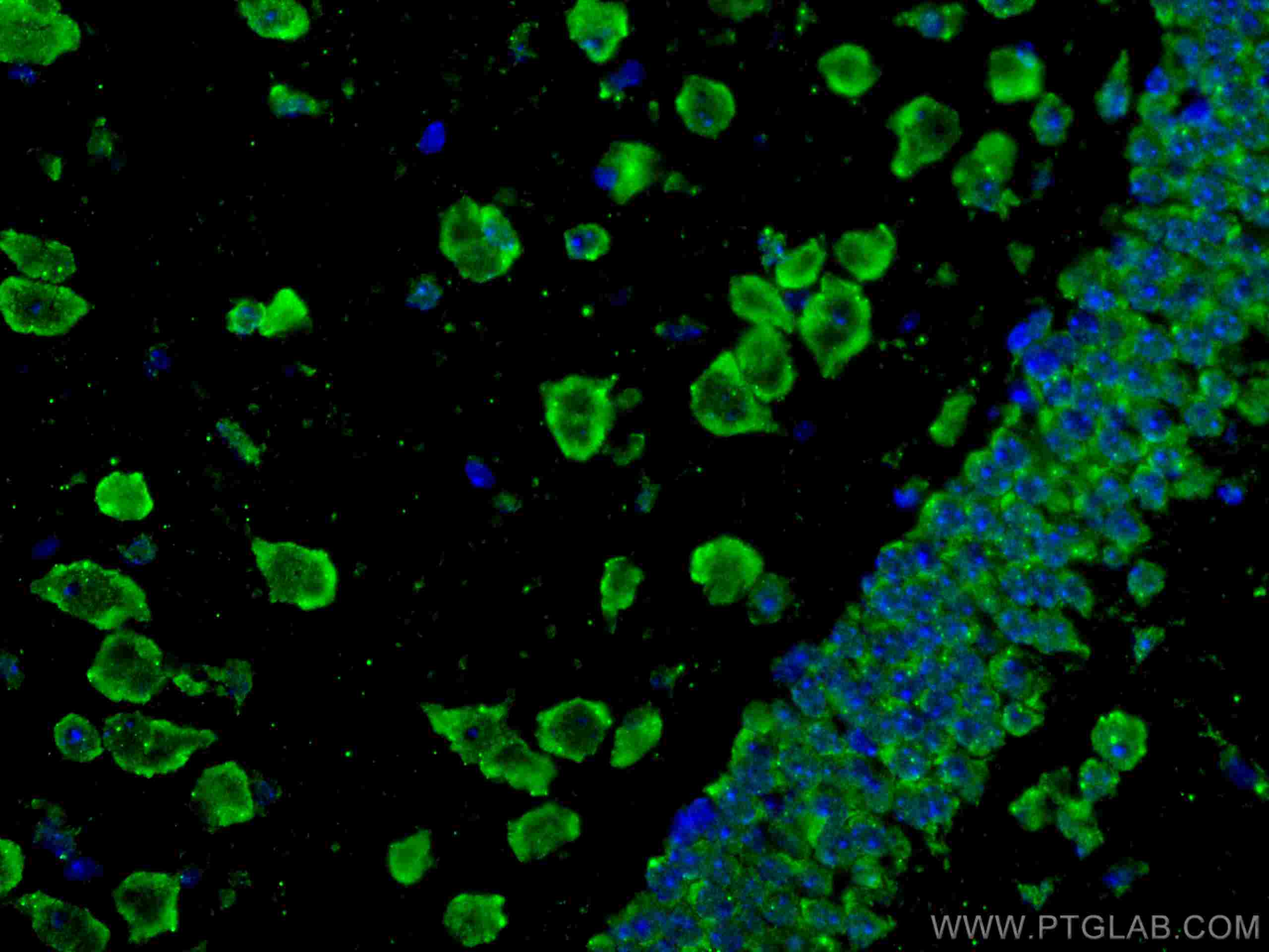 Immunofluorescence (IF) / fluorescent staining of mouse brain tissue using CoraLite® Plus 488-conjugated APBB1 Monoclonal ant (CL488-67077)