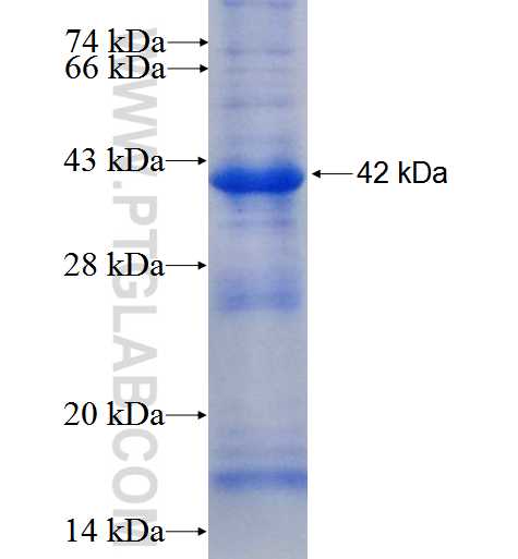 APBB1 fusion protein Ag3221 SDS-PAGE