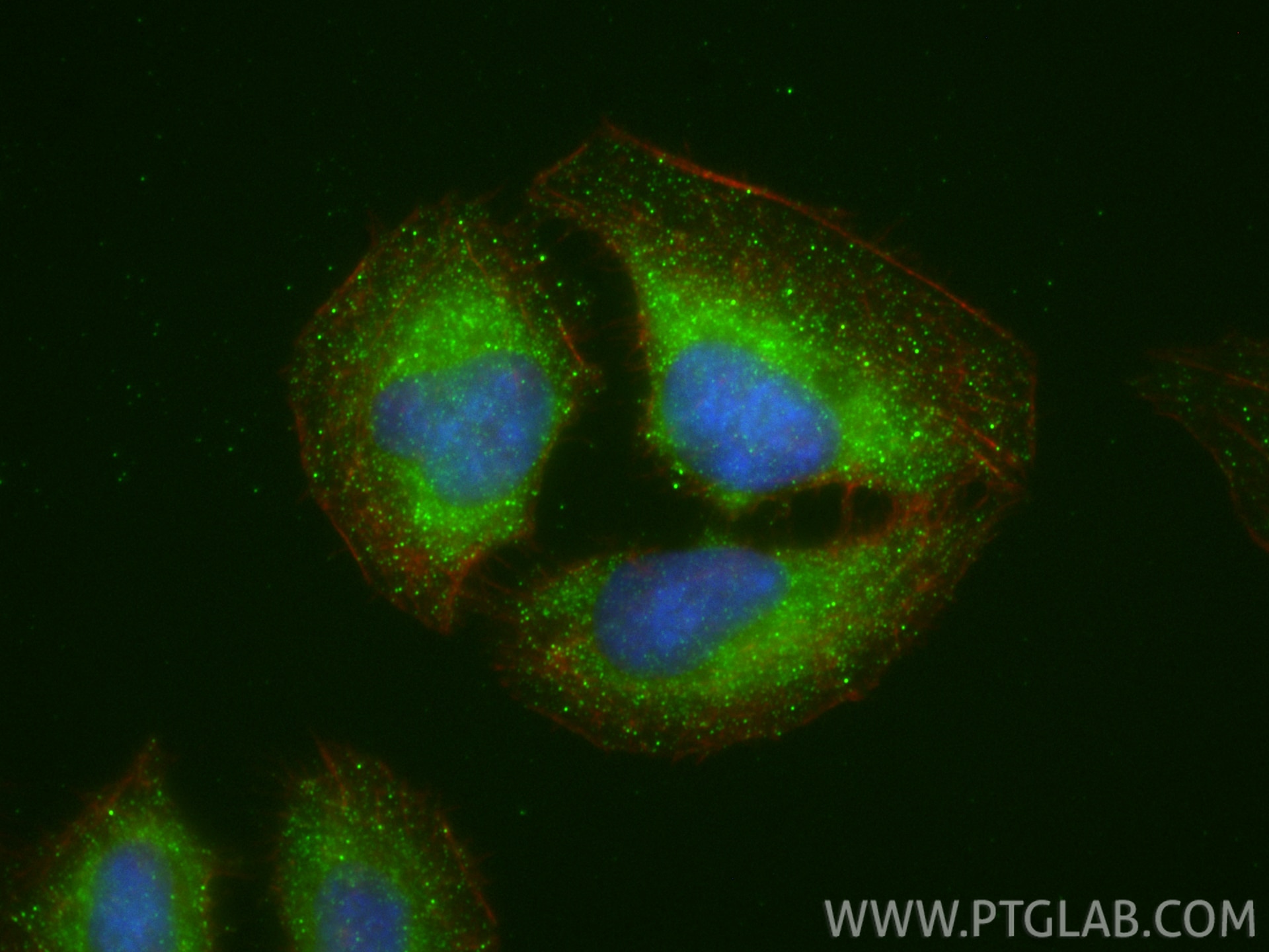 Immunofluorescence (IF) / fluorescent staining of U2OS cells using APBB2 Polyclonal antibody (13177-1-AP)