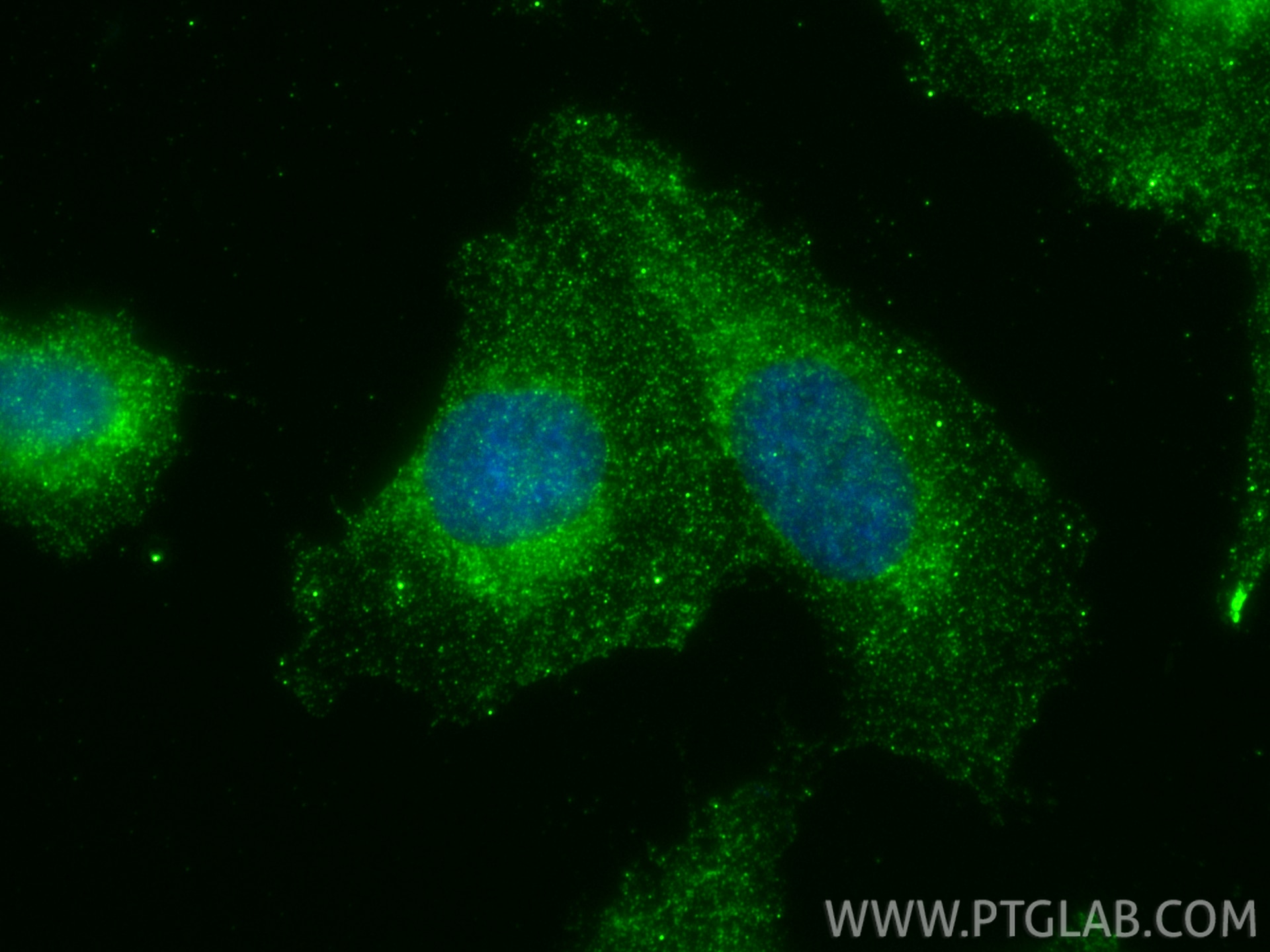 Immunofluorescence (IF) / fluorescent staining of HT-1080 cells using APBB2 Polyclonal antibody (13177-1-AP)