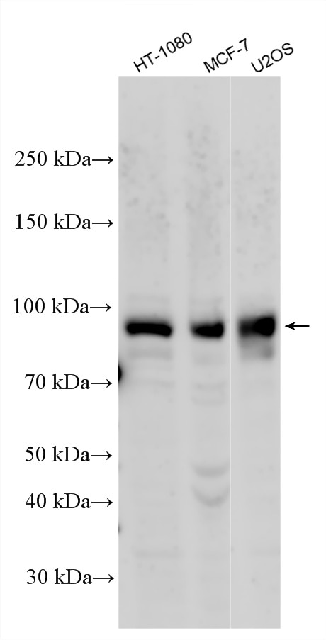 Western Blot (WB) analysis of various lysates using APBB2 Polyclonal antibody (13177-1-AP)