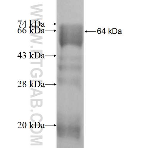 APBB2 fusion protein Ag3844 SDS-PAGE