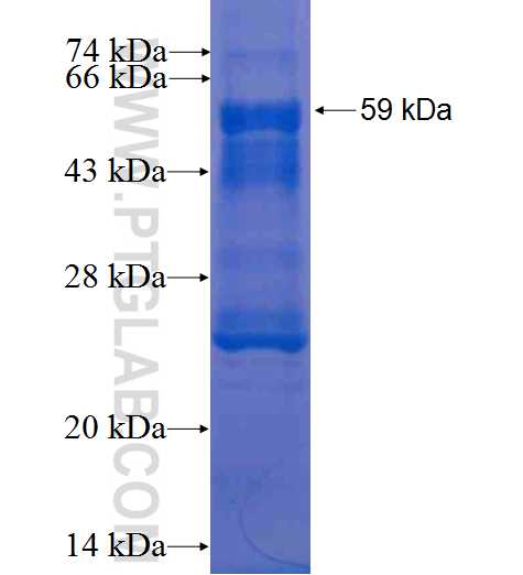 APBB3 fusion protein Ag2681 SDS-PAGE