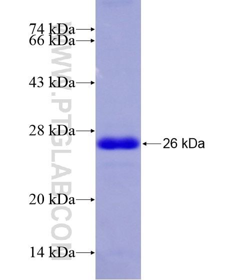APC fusion protein Ag29134 SDS-PAGE