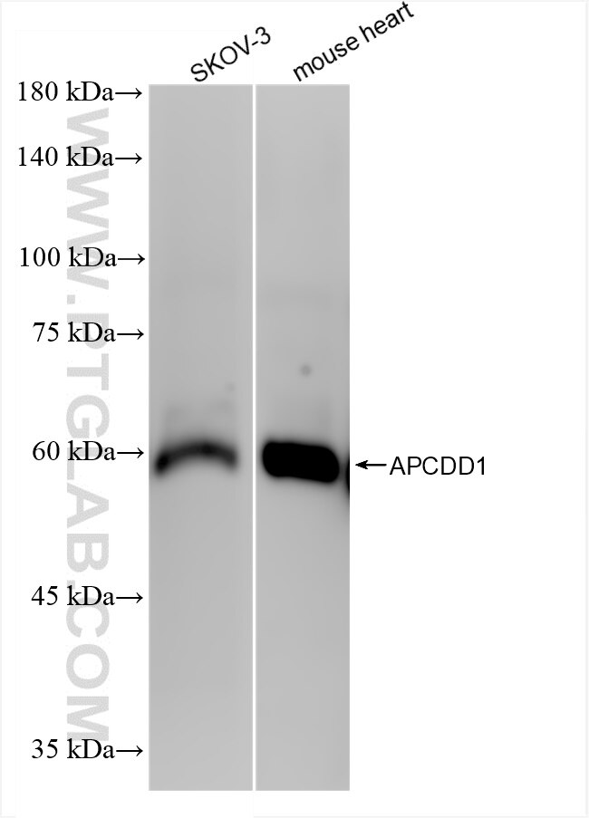 Western Blot (WB) analysis of various lysates using APCDD1 Recombinant antibody (83246-6-RR)
