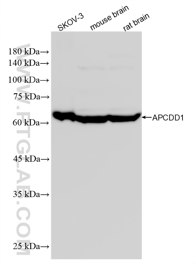 Western Blot (WB) analysis of various lysates using APCDD1 Recombinant monoclonal antibody (83246-6-RR)