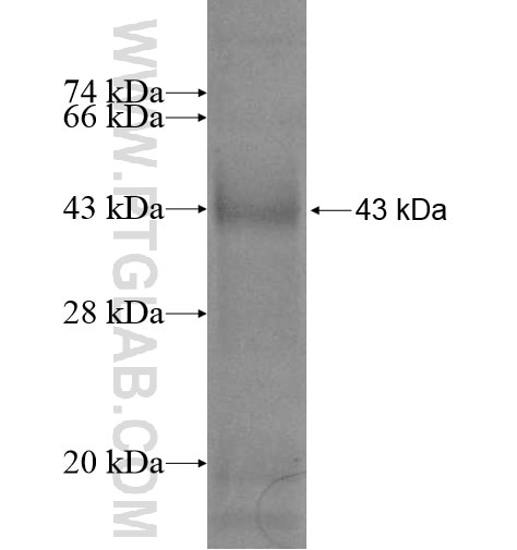 APCDD1 fusion protein Ag10303 SDS-PAGE