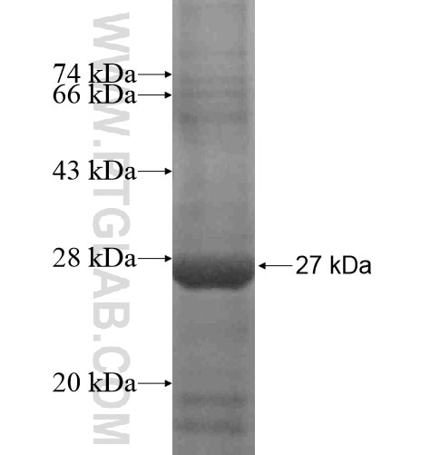 APCS fusion protein Ag14957 SDS-PAGE