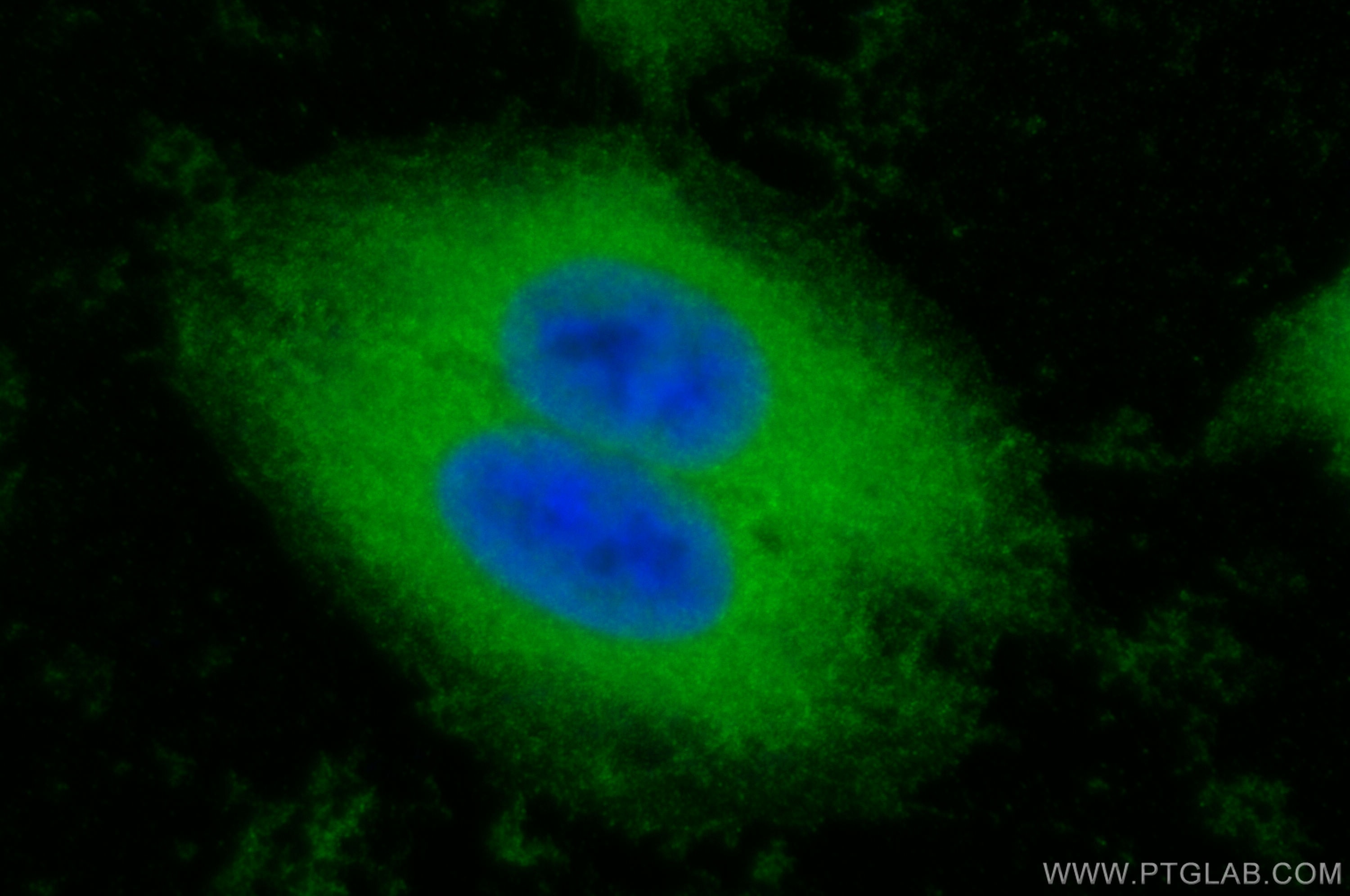 Immunofluorescence (IF) / fluorescent staining of HepG2 cells using AARE Polyclonal antibody (14758-1-AP)