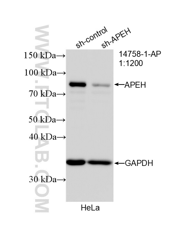 Western Blot (WB) analysis of HeLa cells using APEH Polyclonal antibody (14758-1-AP)