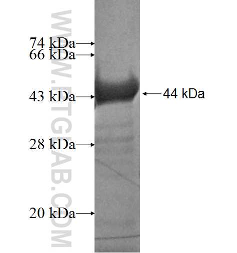 APEH fusion protein Ag6613 SDS-PAGE