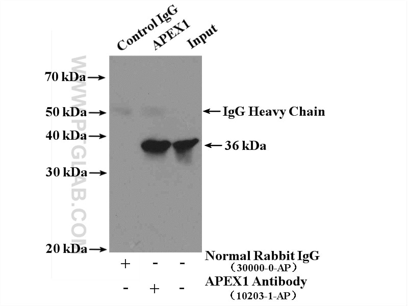 Immunoprecipitation (IP) experiment of HeLa cells using APEX1 Polyclonal antibody (10203-1-AP)