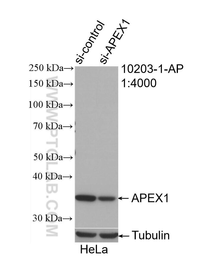 Western Blot (WB) analysis of HeLa cells using APEX1 Polyclonal antibody (10203-1-AP)