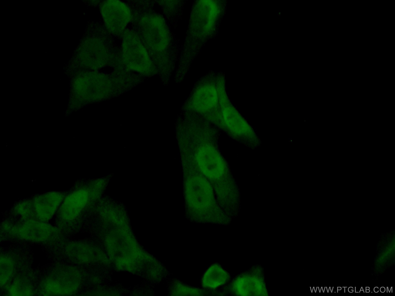 Immunofluorescence (IF) / fluorescent staining of HepG2 cells using APEX1 Polyclonal antibody (10323-1-AP)