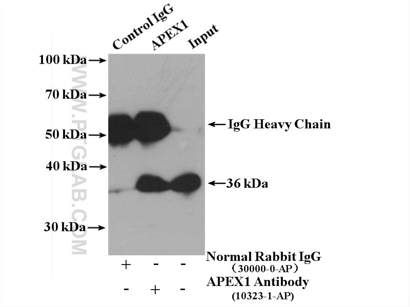 Immunoprecipitation (IP) experiment of HepG2 cells using APEX1 Polyclonal antibody (10323-1-AP)