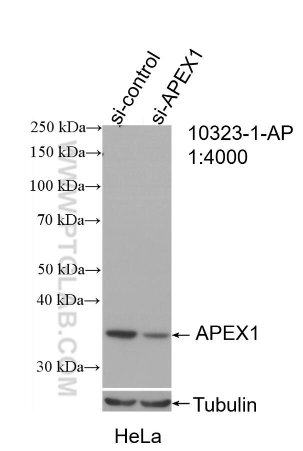 Western Blot (WB) analysis of HeLa cells using APEX1 Polyclonal antibody (10323-1-AP)