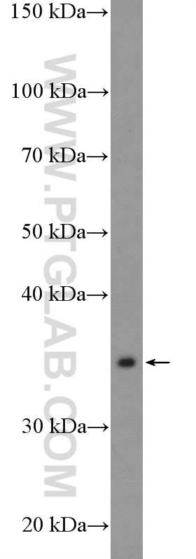 Western Blot (WB) analysis of mouse liver tissue using APEX1 Polyclonal antibody (10323-1-AP)