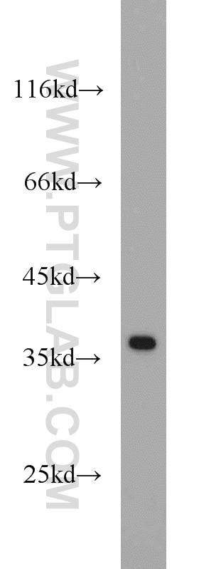 Western Blot (WB) analysis of HepG2 cells using APEX1 Polyclonal antibody (10323-1-AP)