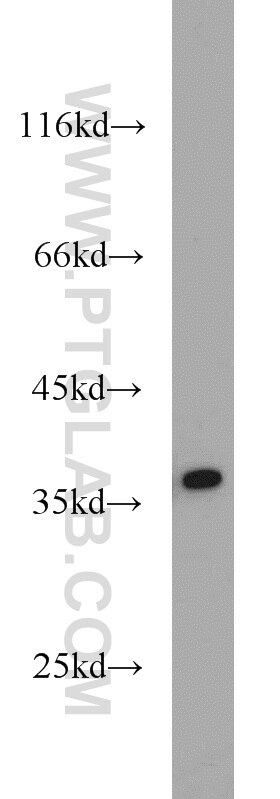 Western Blot (WB) analysis of HepG2 cells using APEX1 Polyclonal antibody (10323-1-AP)