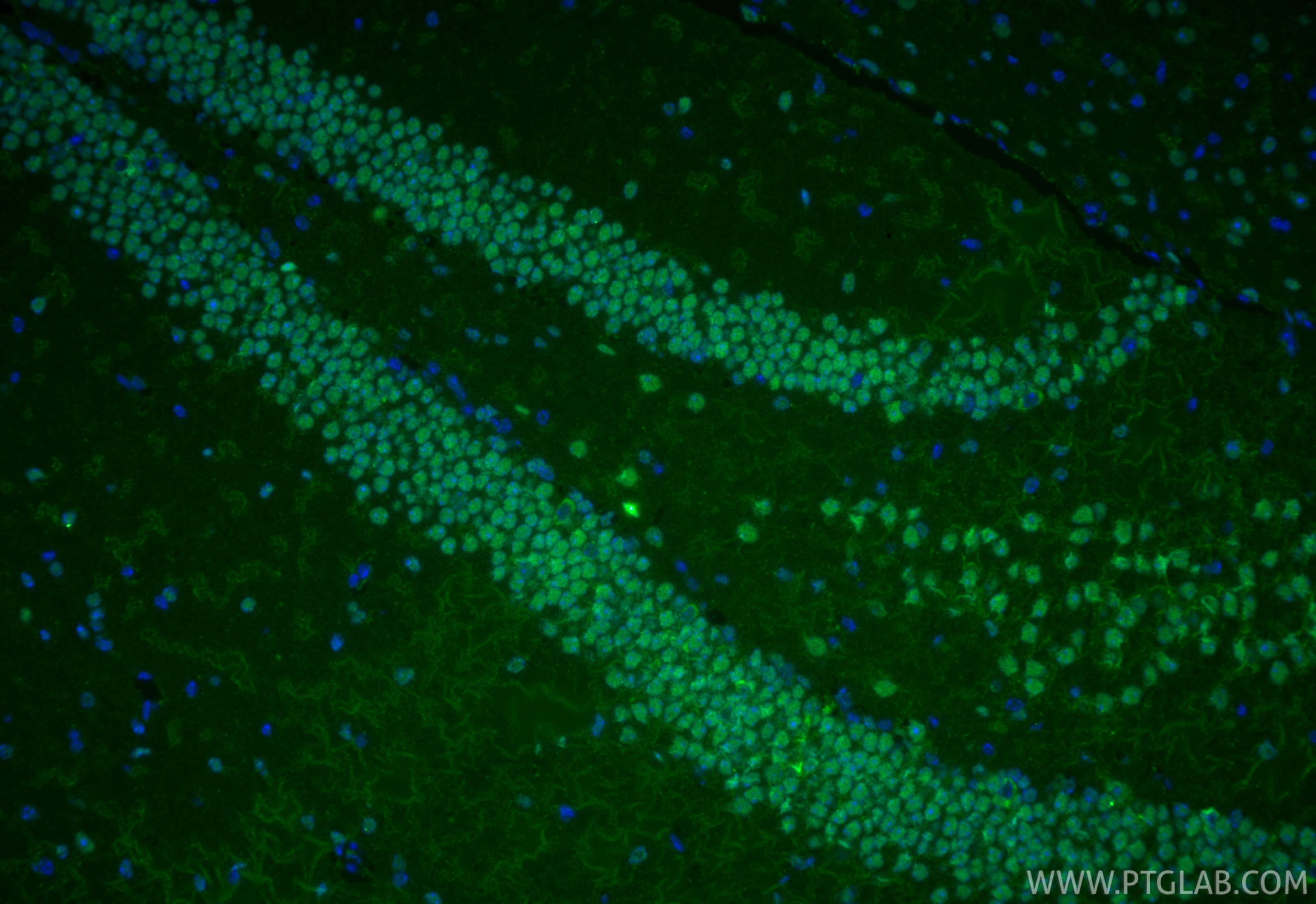 IF Staining of mouse brain using 67781-1-Ig Immunofluorescence (IF) / fluorescent staining of mouse brain tissue using APEX1 Monoclonal antibody (67781-1-Ig)