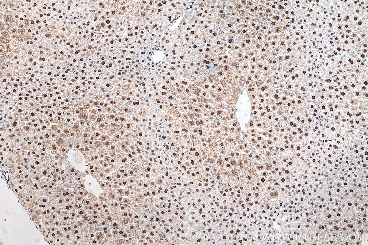 Immunohistochemistry (IHC) staining of mouse liver tissue using APEX1 Monoclonal antibody (67781-1-Ig)