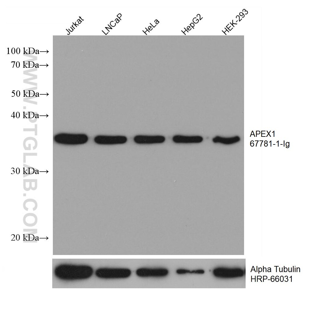 Western Blot (WB) analysis of various lysates using APEX1 Monoclonal antibody (67781-1-Ig)