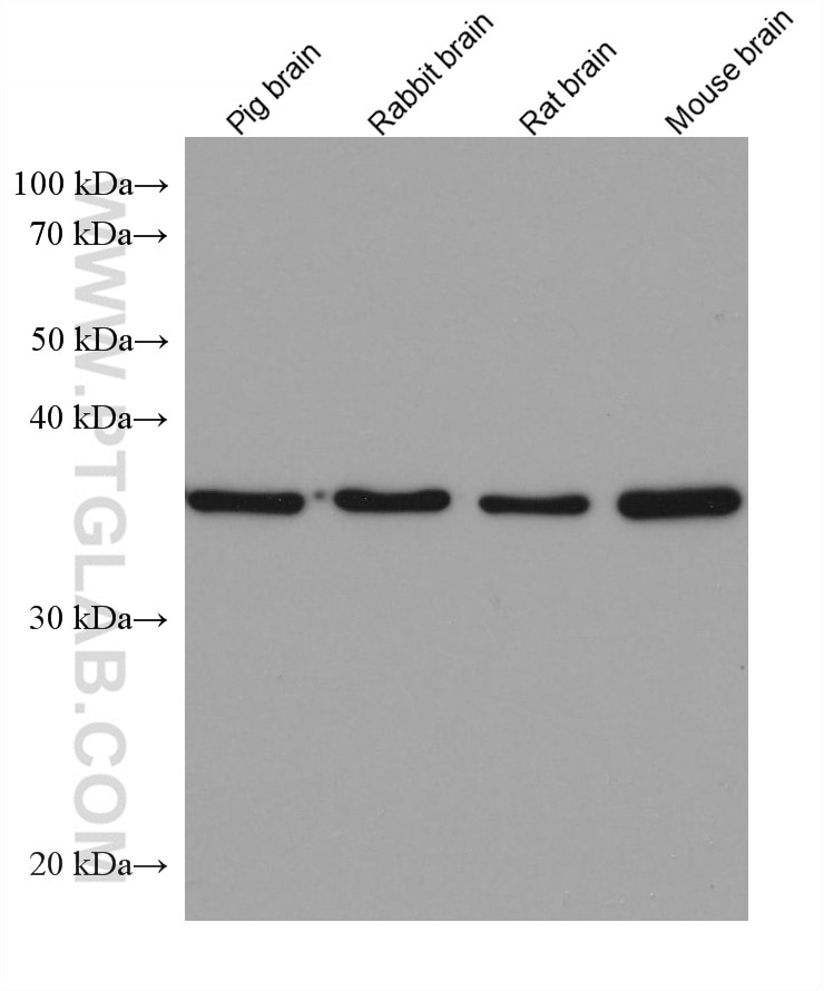 Western Blot (WB) analysis of various lysates using APEX1 Monoclonal antibody (67781-1-Ig)