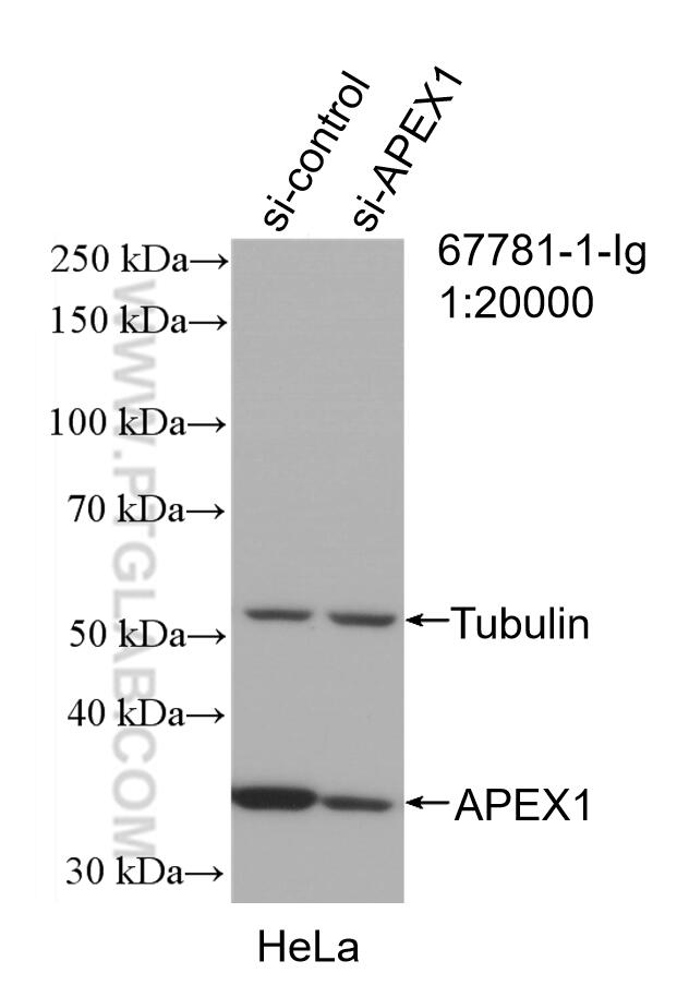 Western Blot (WB) analysis of HeLa cells using APEX1 Monoclonal antibody (67781-1-Ig)