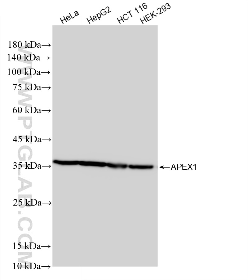 Various lysates were subjected to SDS PAGE followed by western blot with 86719-1-RR (APEX1 antibody) at dilution of 1:10000 incubated at room temperature for 1.5 hours. This data was developed using the same antibody clone with 86719-1-PBS in a different storage buffer formulation. Western Blot (WB) analysis of various lysates using APEX1 Recombinant monoclonal antibody (86719-1-RR)