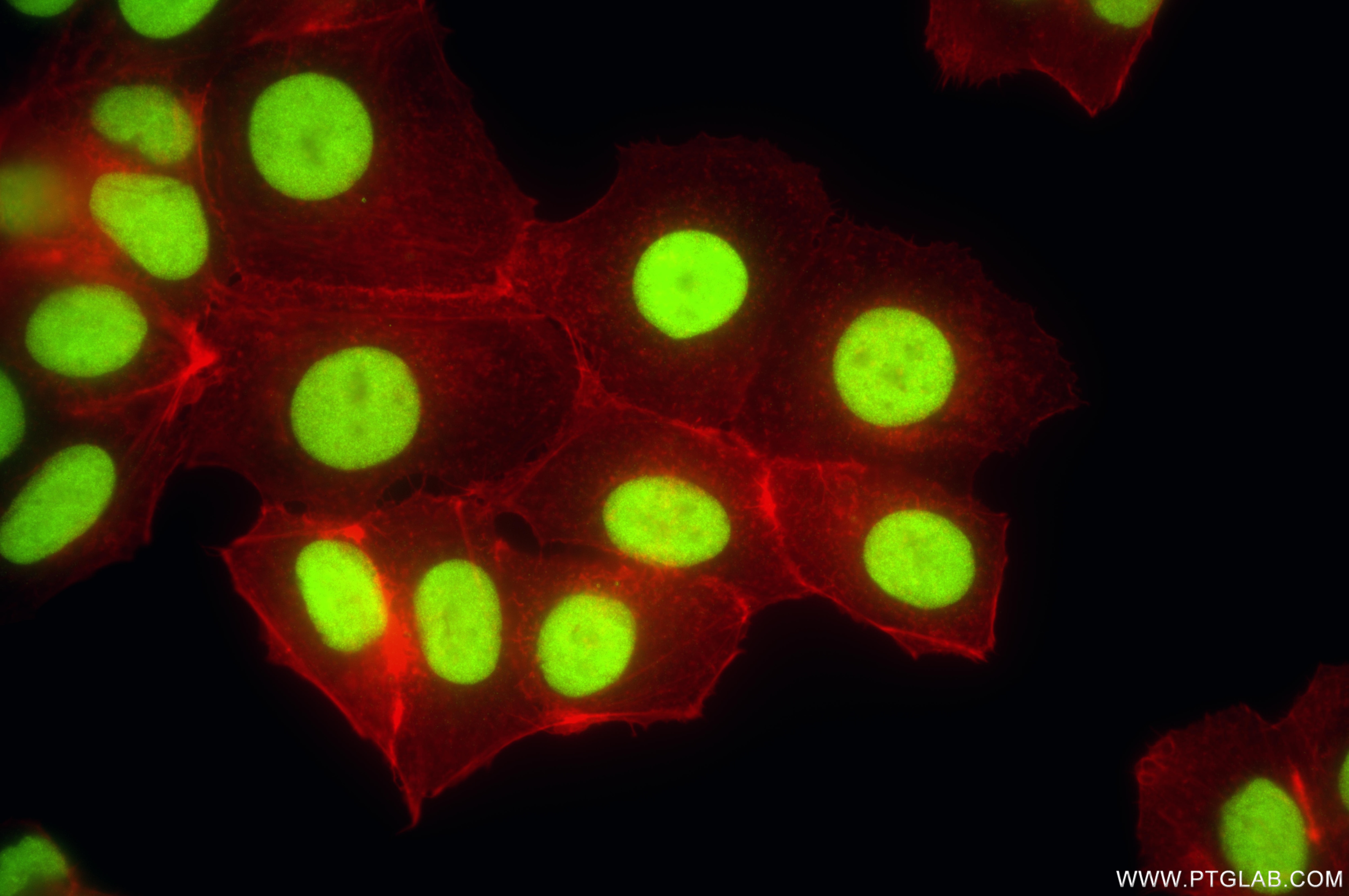 Immunofluorescent analysis of (4% PFA) fixed MCF-7 cells using APEX1 antibody (86719-3-RR, Clone: 251693B6 ) at dilution of 1:1000 and CoraLite®488-Conjugated Goat Anti-Rabbit IgG(H+L) (SA00013-2), CL594-Phalloidin (red). This data was developed using the same antibody clone with 86719-3-PBS in a different storage buffer formulation. Immunofluorescence (IF) / fluorescent staining of MCF-7 cells using APEX1 Recombinant monoclonal antibody (86719-3-RR)