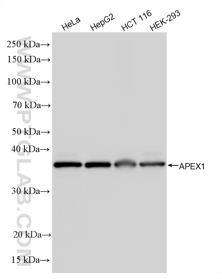 Various lysates were subjected to SDS PAGE followed by western blot with 86719-3-RR (APEX1 antibody) at dilution of 1:10000 incubated at room temperature for 1.5 hours. This data was developed using the same antibody clone with 86719-3-PBS in a different storage buffer formulation. Western Blot (WB) analysis of various lysates using APEX1 Recombinant monoclonal antibody (86719-3-RR)