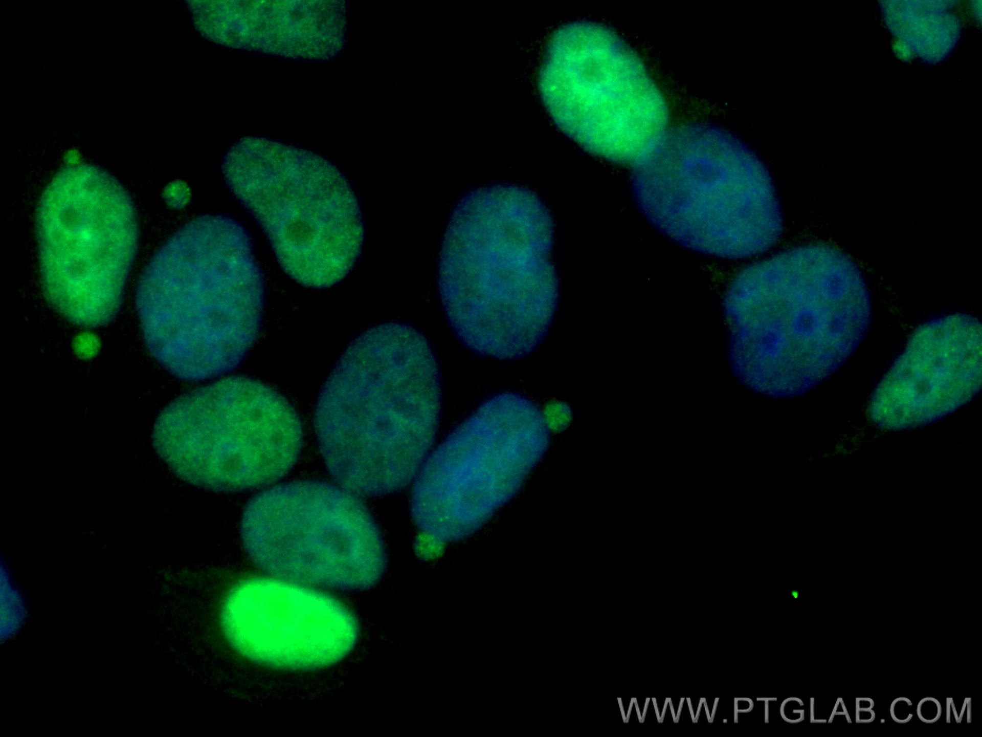 Immunofluorescence (IF) / fluorescent staining of MCF-7 cells using CoraLite® Plus 488-conjugated APEX1 Polyclonal ant (CL488-10203)