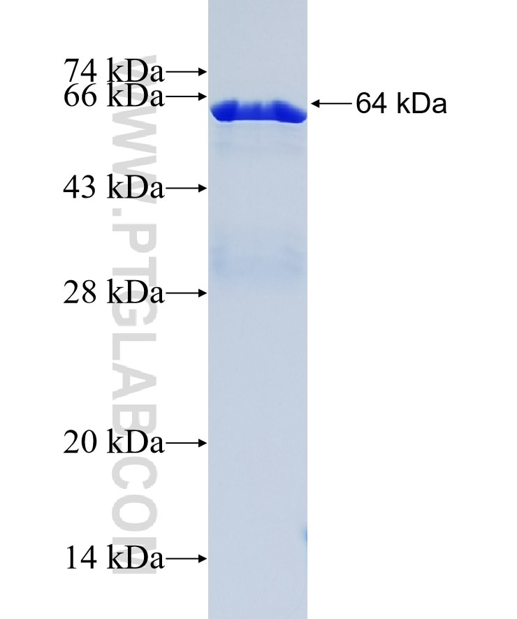 APEX1 fusion protein Ag0251 SDS-PAGE