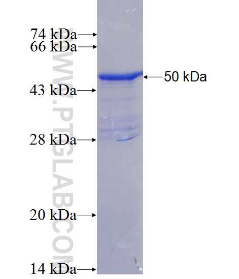 APEX1 fusion protein Ag0397 SDS-PAGE