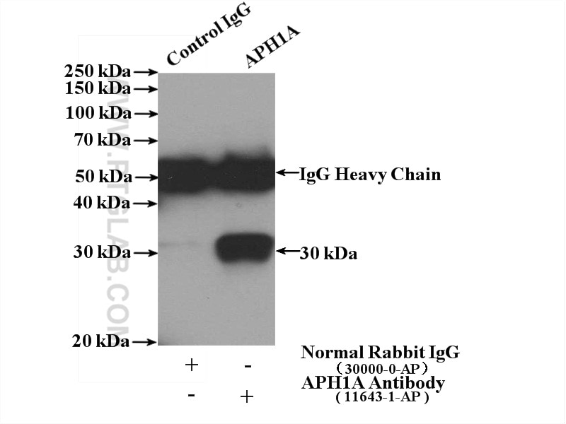 Immunoprecipitation (IP) experiment of HeLa cells using APH1A Polyclonal antibody (11643-1-AP)