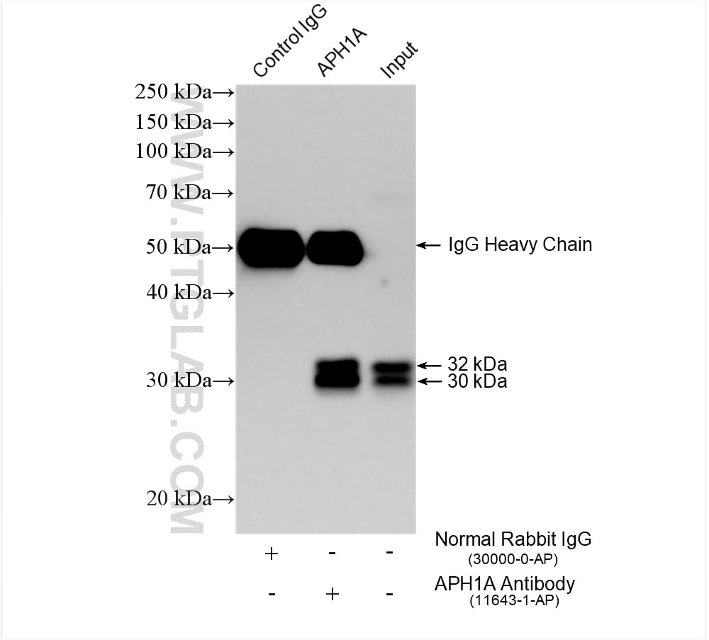 Immunoprecipitation (IP) experiment of HeLa cells using human APH1A Polyclonal antibody (11643-1-AP)