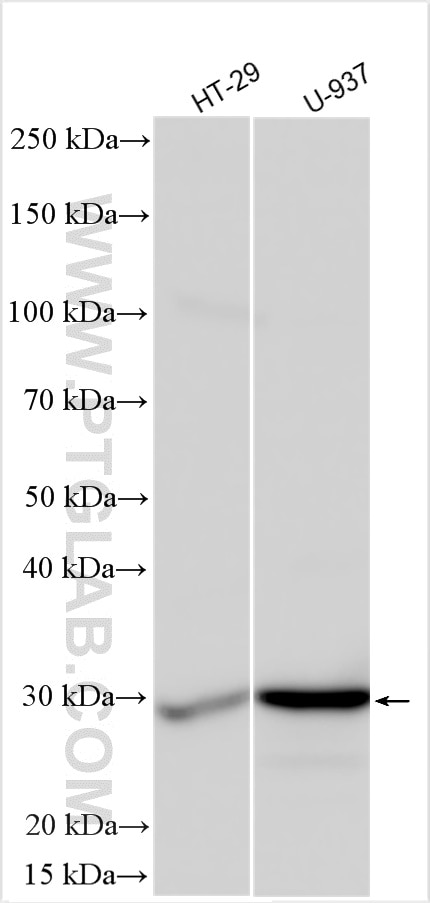 Western Blot (WB) analysis of various lysates using APH1A Polyclonal antibody (11643-1-AP)