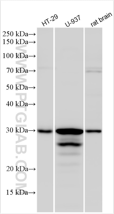 Western Blot (WB) analysis of various lysates using APH1A Polyclonal antibody (11643-1-AP)