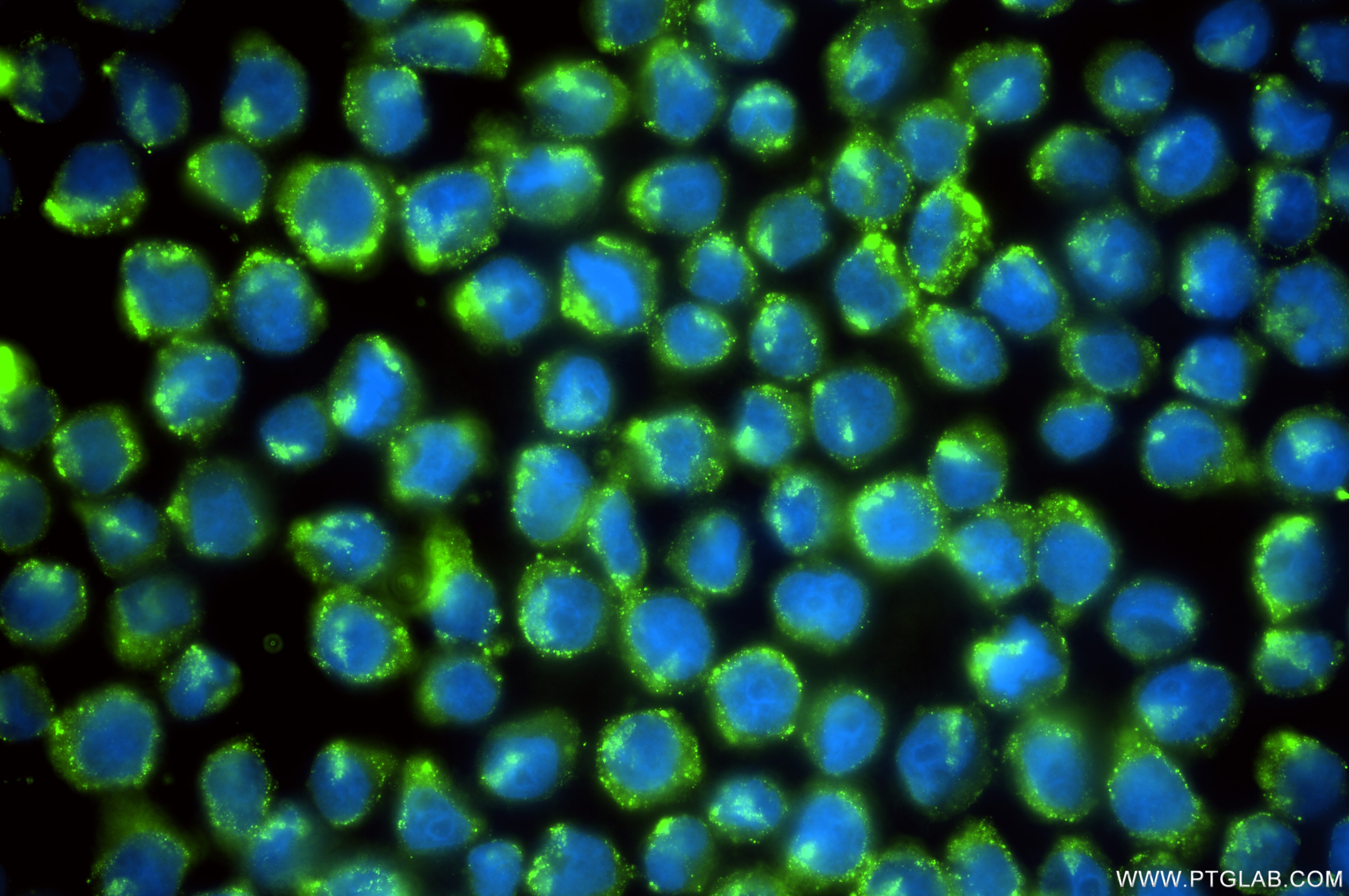 Immunofluorescence (IF) / fluorescent staining of U-937 cells using APH1A Recombinant monoclonal antibody (87181-1-RR)