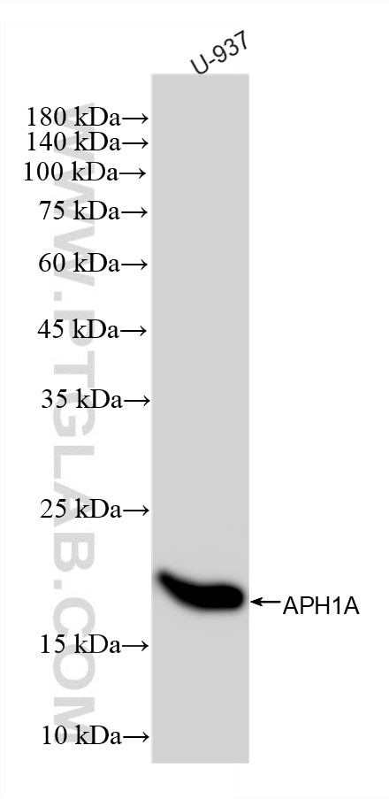 Western Blot (WB) analysis of various lysates using APH1A Recombinant monoclonal antibody (87181-1-RR)