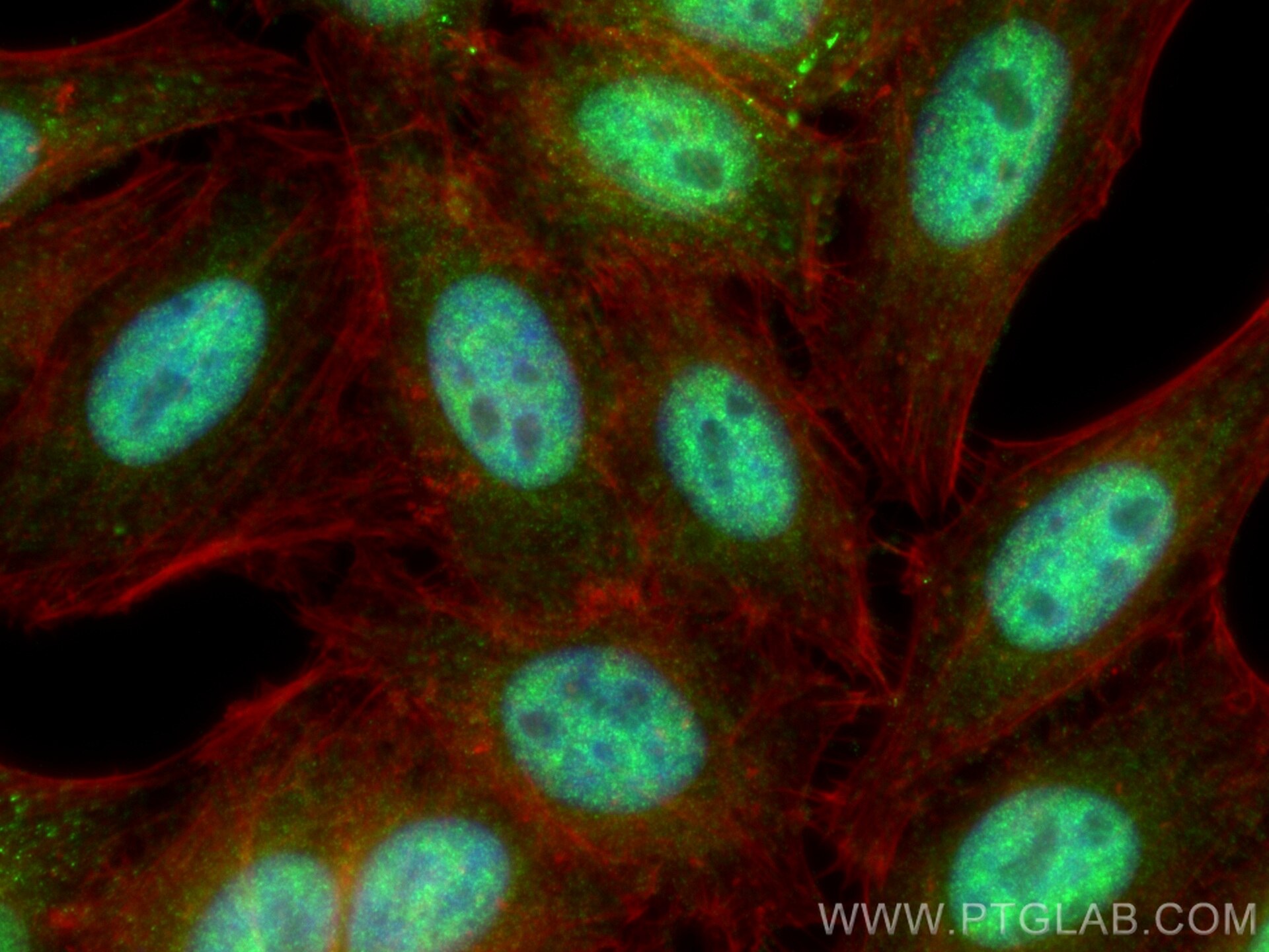 Immunofluorescence (IF) / fluorescent staining of HepG2 cells using API5 Polyclonal antibody (25689-1-AP)