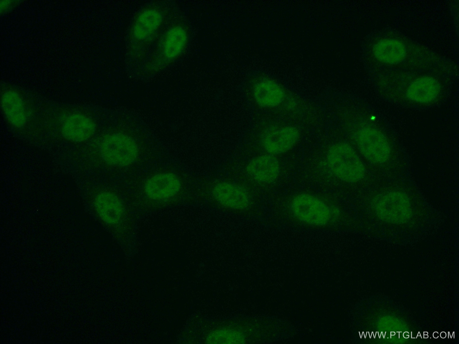 Immunofluorescence (IF) / fluorescent staining of HepG2 cells using API5 Polyclonal antibody (25689-1-AP)