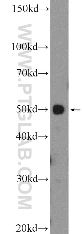 Western Blot (WB) analysis of HepG2 cells using API5 Polyclonal antibody (25689-1-AP)
