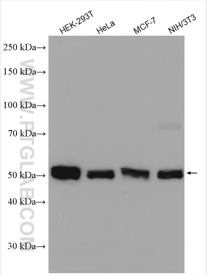 Western Blot (WB) analysis of various lysates using API5 Polyclonal antibody (25689-1-AP)