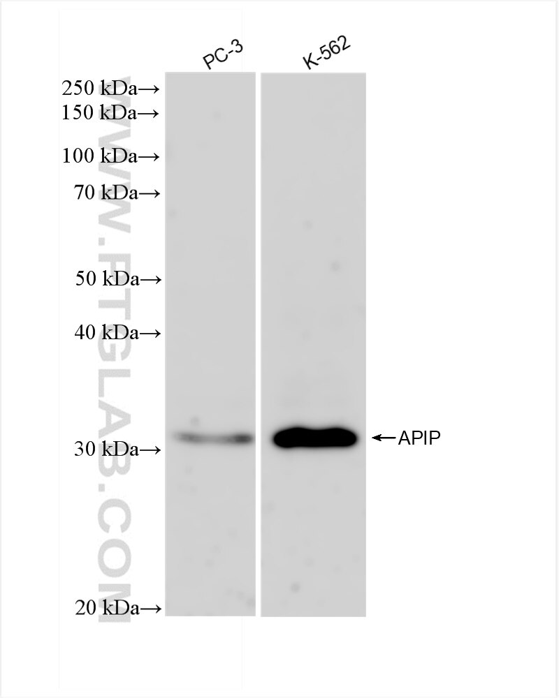 Western Blot (WB) analysis of various lysates using APIP Recombinant antibody (83320-5-RR)