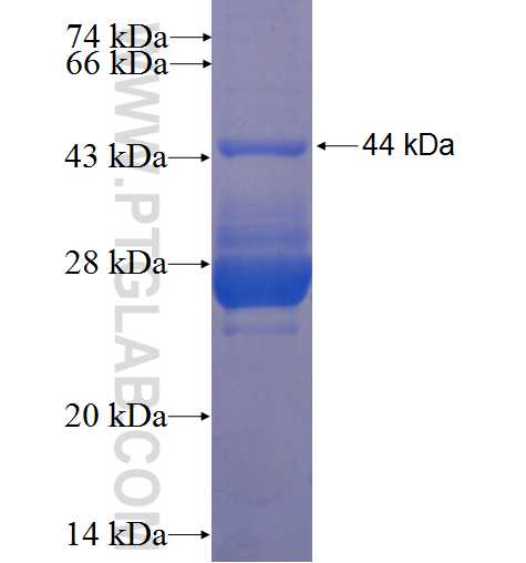 APITD1 fusion protein Ag2529 SDS-PAGE